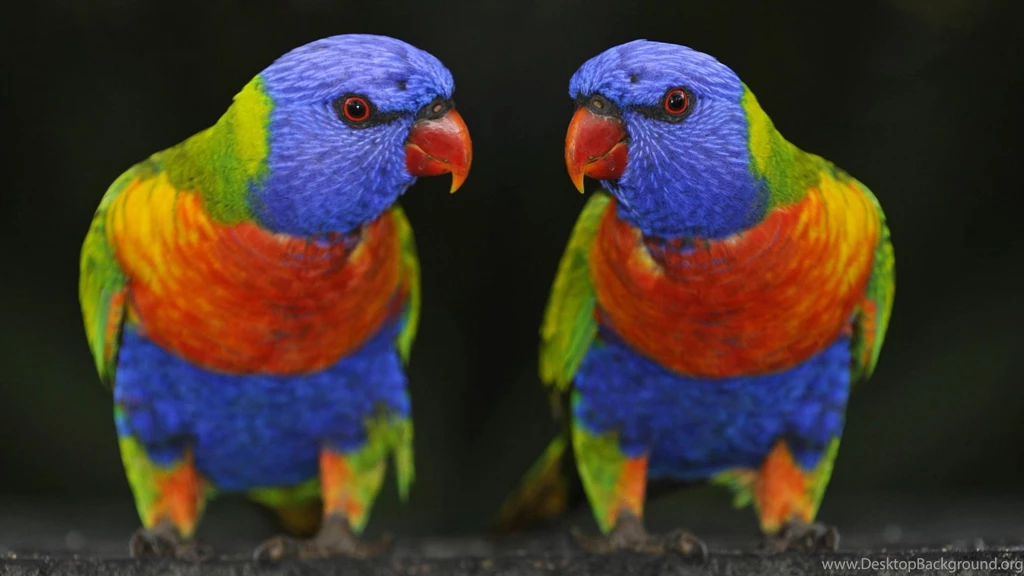 High Definition Parrot Wallpapers For Free Download