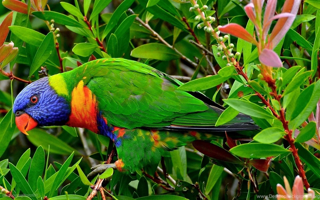 Parrot Wallpapers