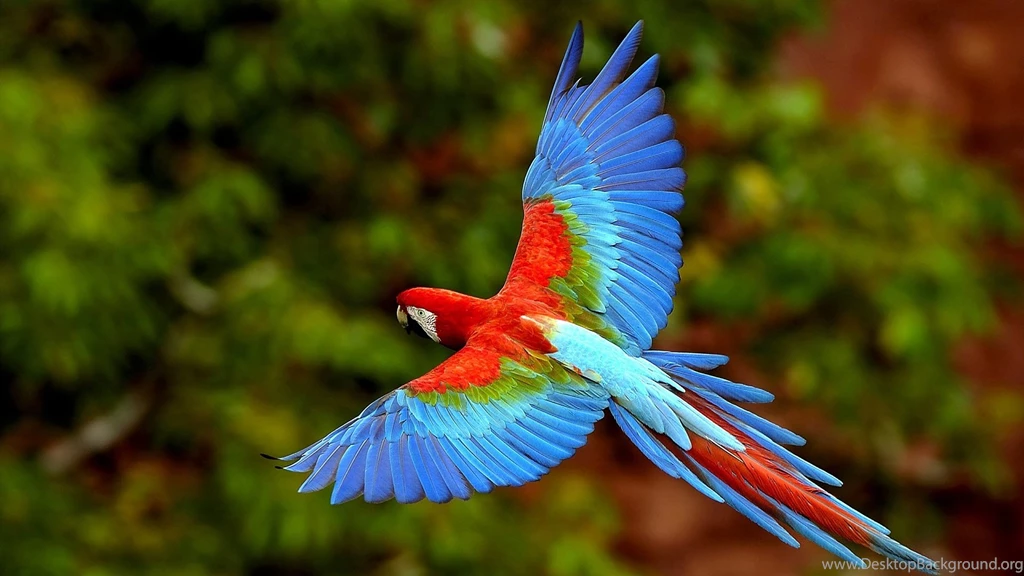 Fonds D'écran Parrot : Tous Les Wallpapers Parrot