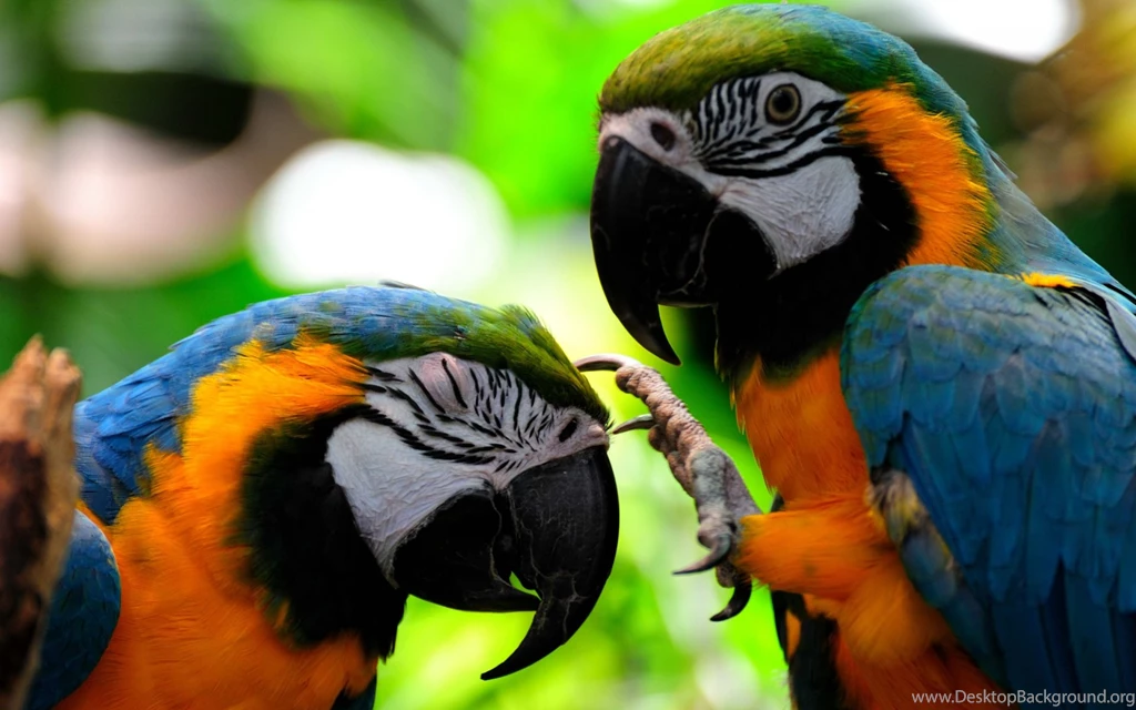 Colorful Parrots HD Wallpapers