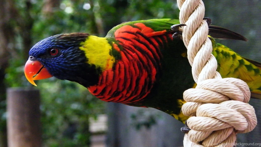 Grey Parrot Wallpapers