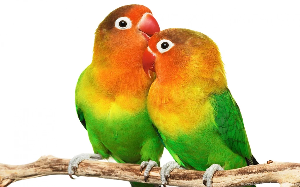 Parrot Computer Wallpapers, Desktop Backgrounds