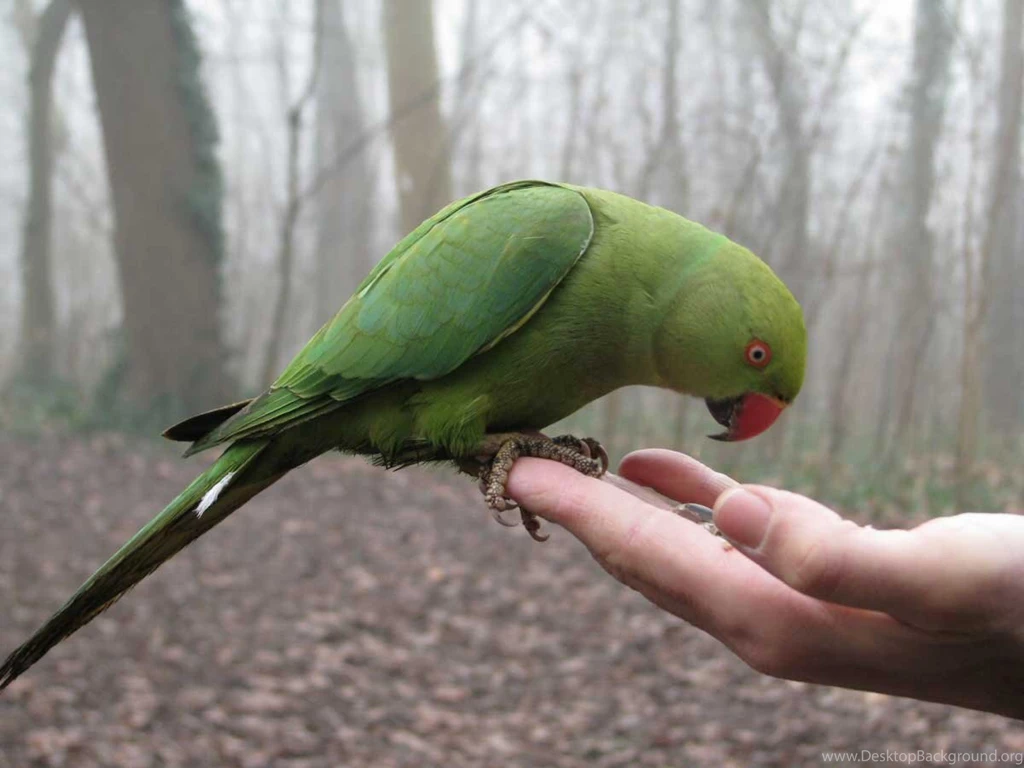 Green Parrots Wallpapers