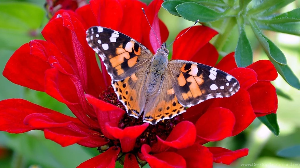 Flower Wallpapers For Desktop Free Download Wallpapers HD Base
