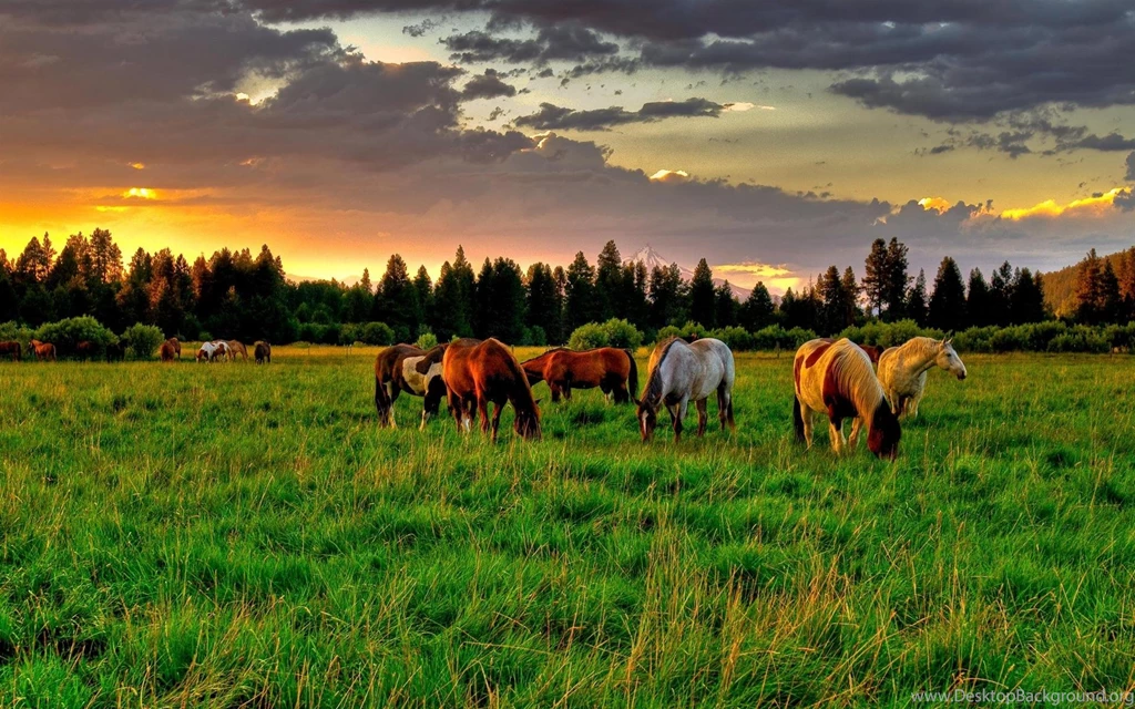 Horse Farm HD Wallpapers