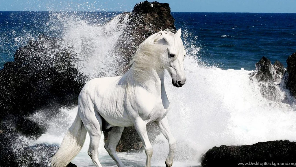 Black Horse Hd Wallpapers