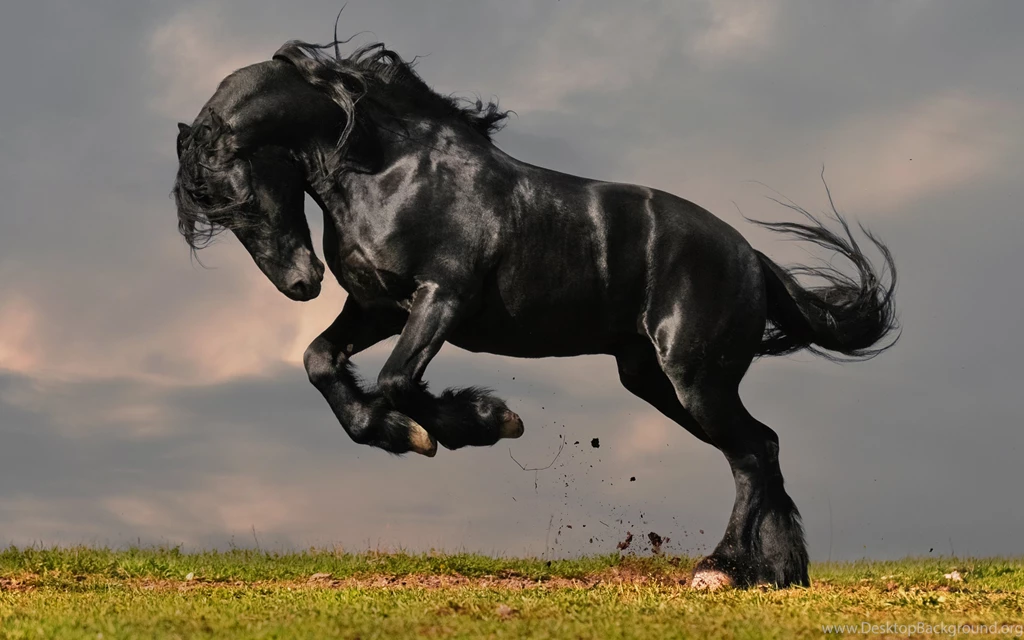White Horse Wallpapers Full HD Uncalke.com