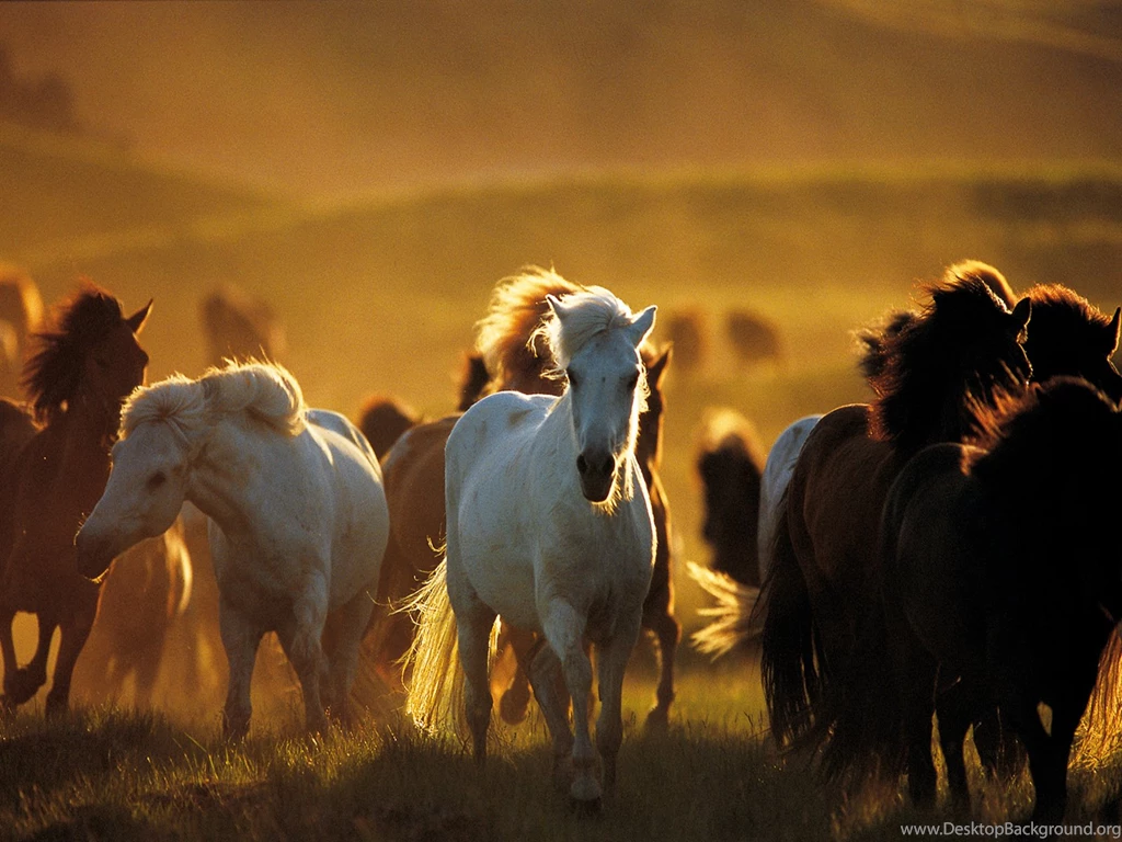 Group Of Horse Hd Free Desktop Wallpapers