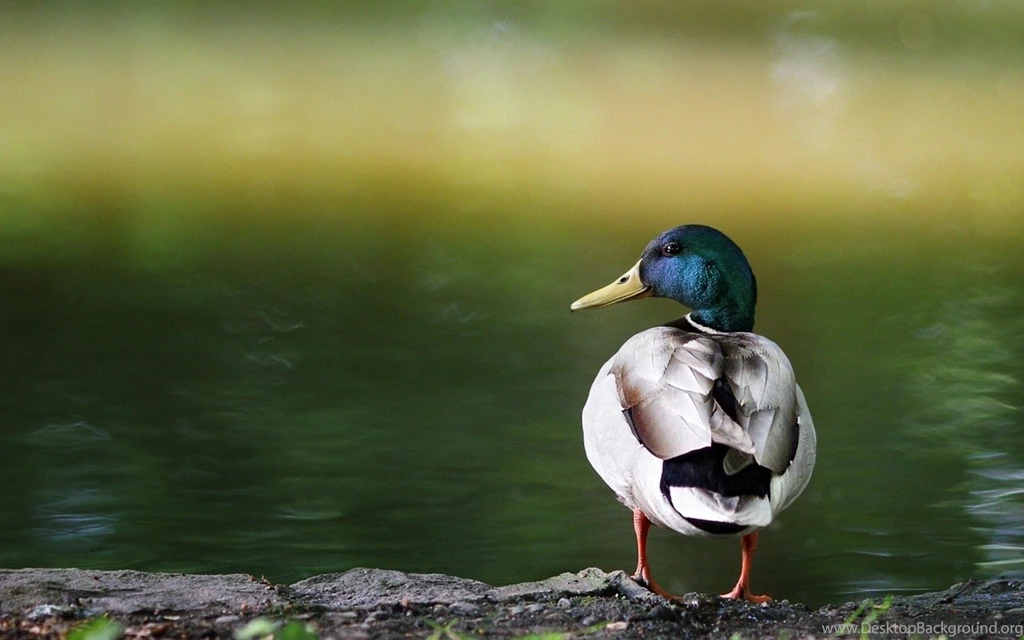 Ducks HD Wallpapers