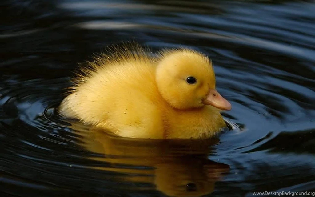 Duck HD Wallpapers HD Wallpapers Inx
