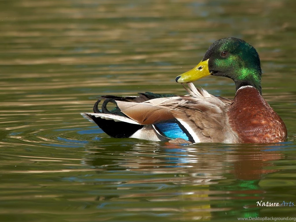 Mallard Duck Pictures Wallpapers