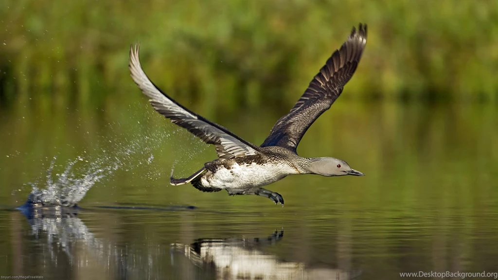 Duck Computer Wallpapers, Desktop Backgrounds