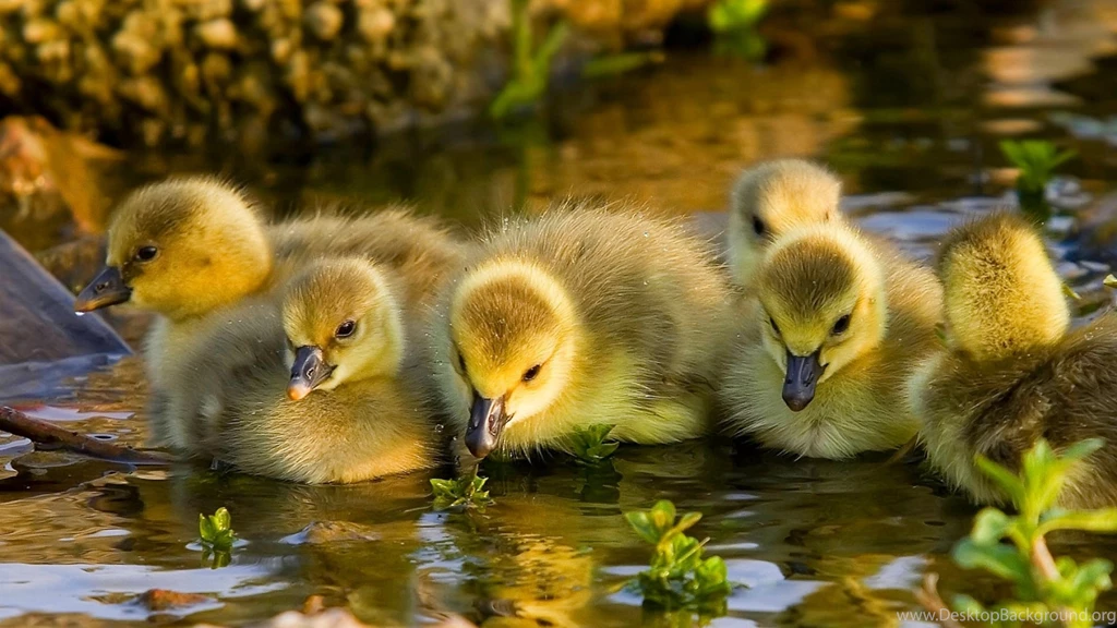 187 Duck HD Wallpapers