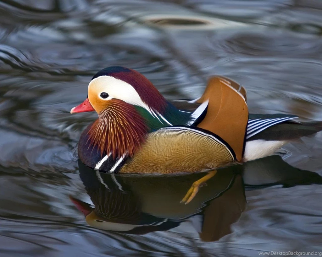 Desktop Wallpapers · Gallery · Animals · Birds Waterfowl ...
