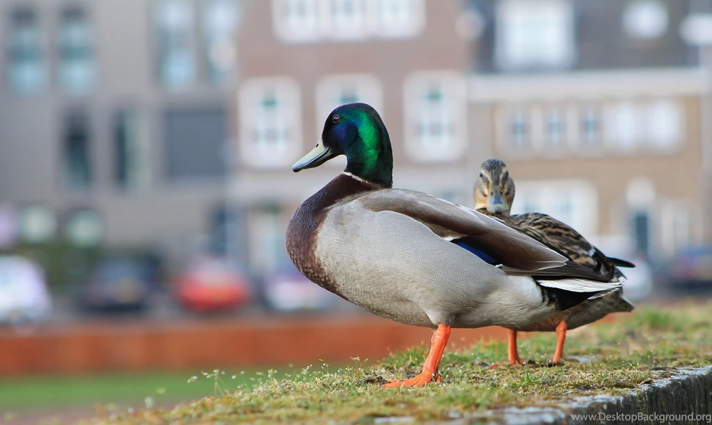 Birds: Wild Duck Pic Pics Backgrounds Free Desktop Wallpapers For HD ...