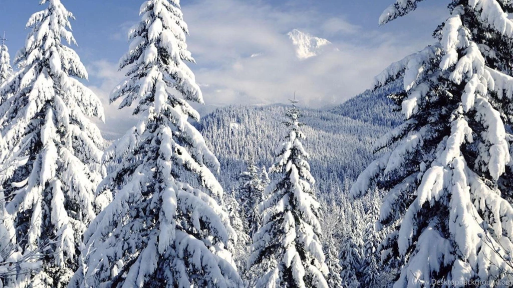 Snow Covered Evergreens Mt Hood Oregon 1230862 Wallpapers   (
