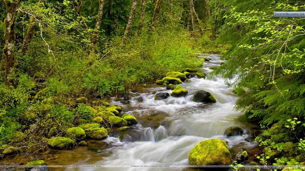 Still Creek, Mount Hood National Forest, Oregon Wallpapers
