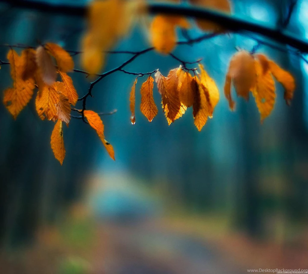 Leaf Landscape 1440x1280 Samsung Galaxy Nexus 2 Wallpapers ...