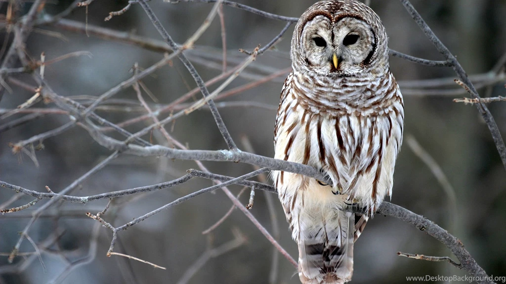 9846) Winter Owl HD Desktop Wallpapers WalOps.com