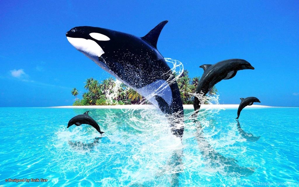 Dolphin Jumping HD Desktop Wallpapers : Widescreen : High ...