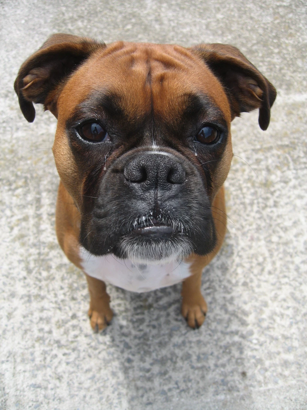 Desktop hd dog images of boxers.jpg