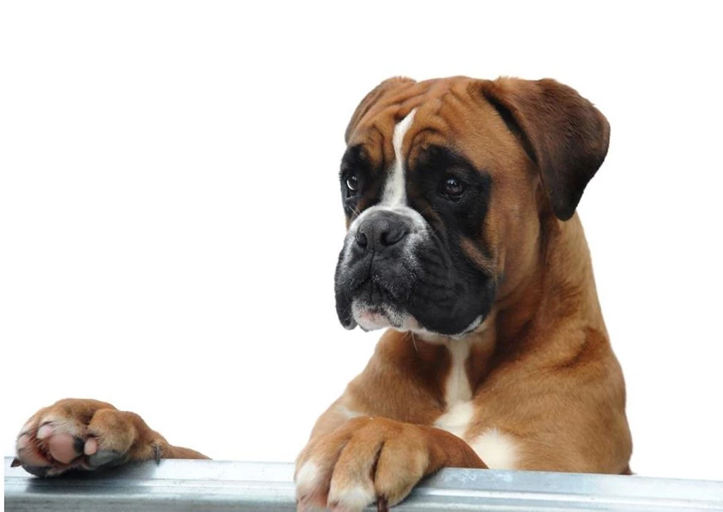 Boxer Dog Live Wallpapers Android Apps And Tests AndroidPIT