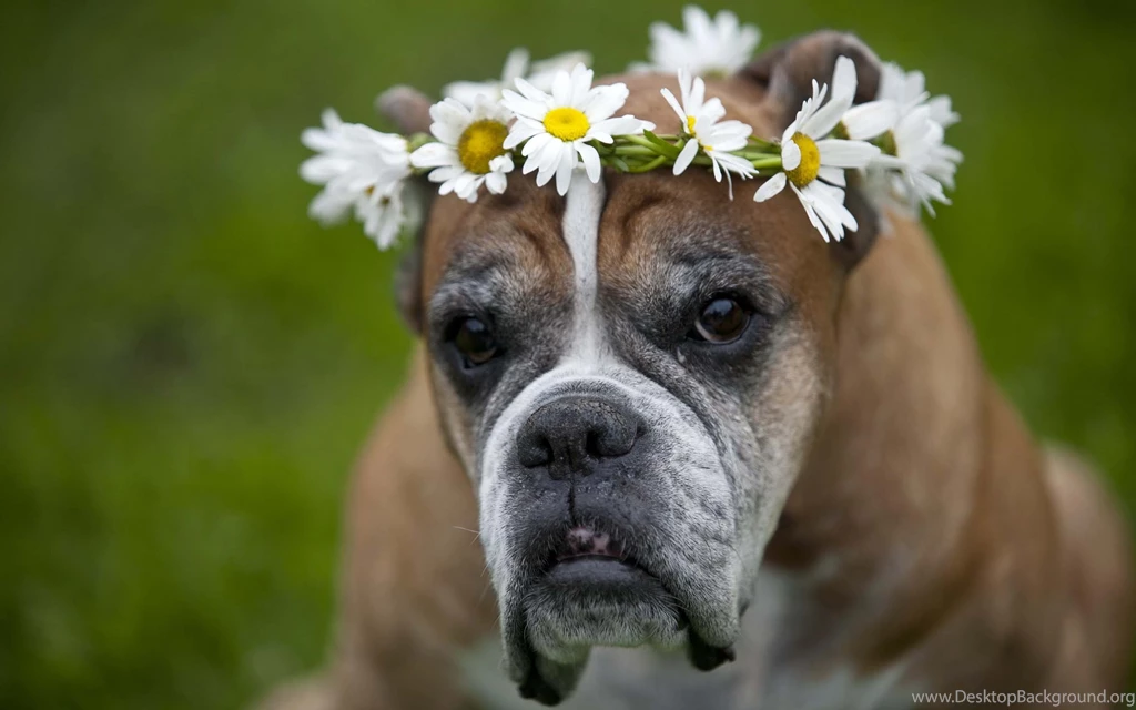 Boxer Dog Wallpapers Full HD Of Boxer In Widescreen
