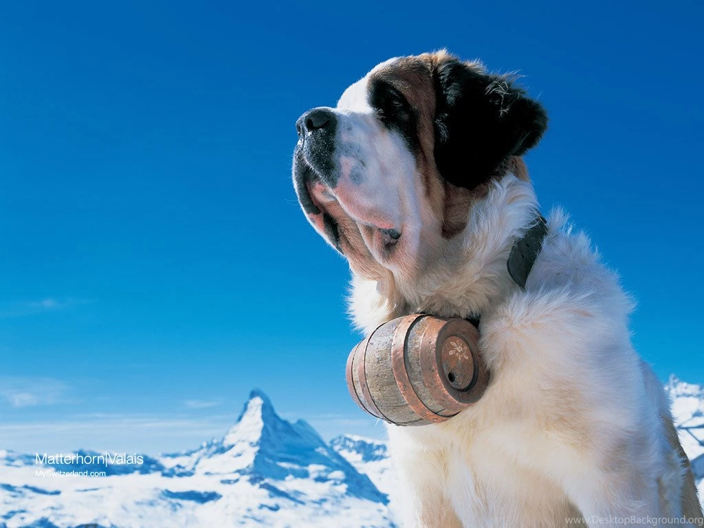 Boxer dog hd wallpaper 85 The Dog Wallpapers Best The Dog ...