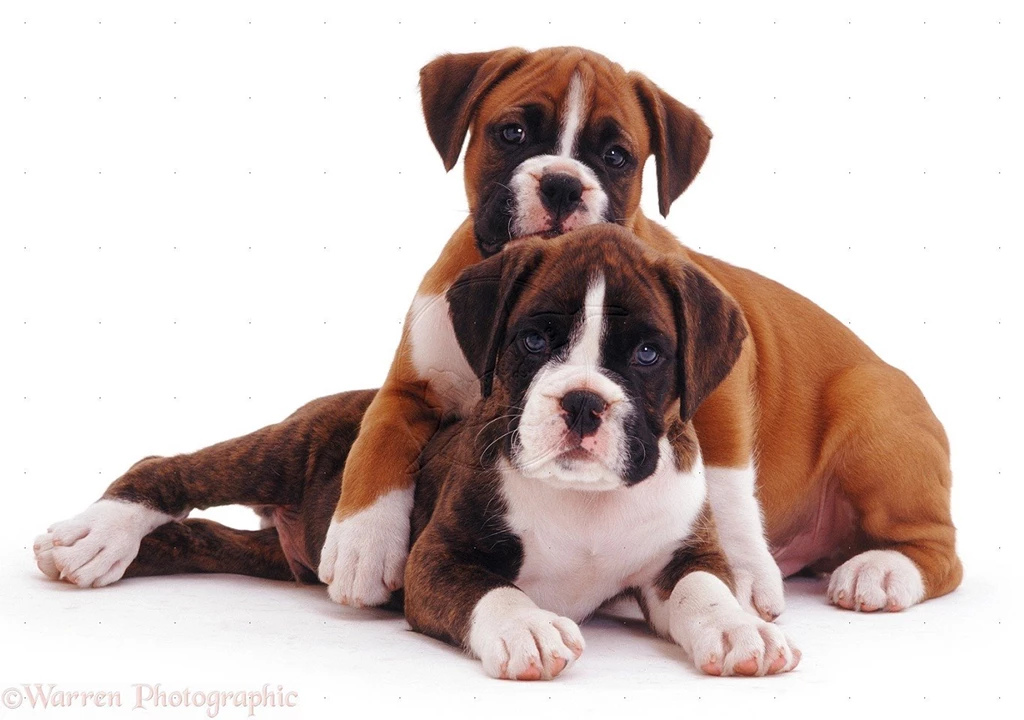 Boxer Puppy Desktop Backgrounds 9 Wide Wallpapers ...