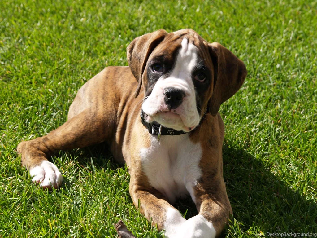 Desktop Boxer Dog Wallpapers Download