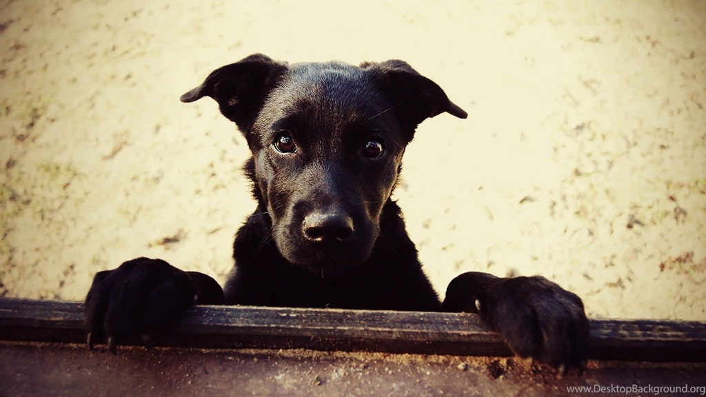Cute, Black, Dog, High, Resolution, Wallpaper, Images, Full, Free ...
