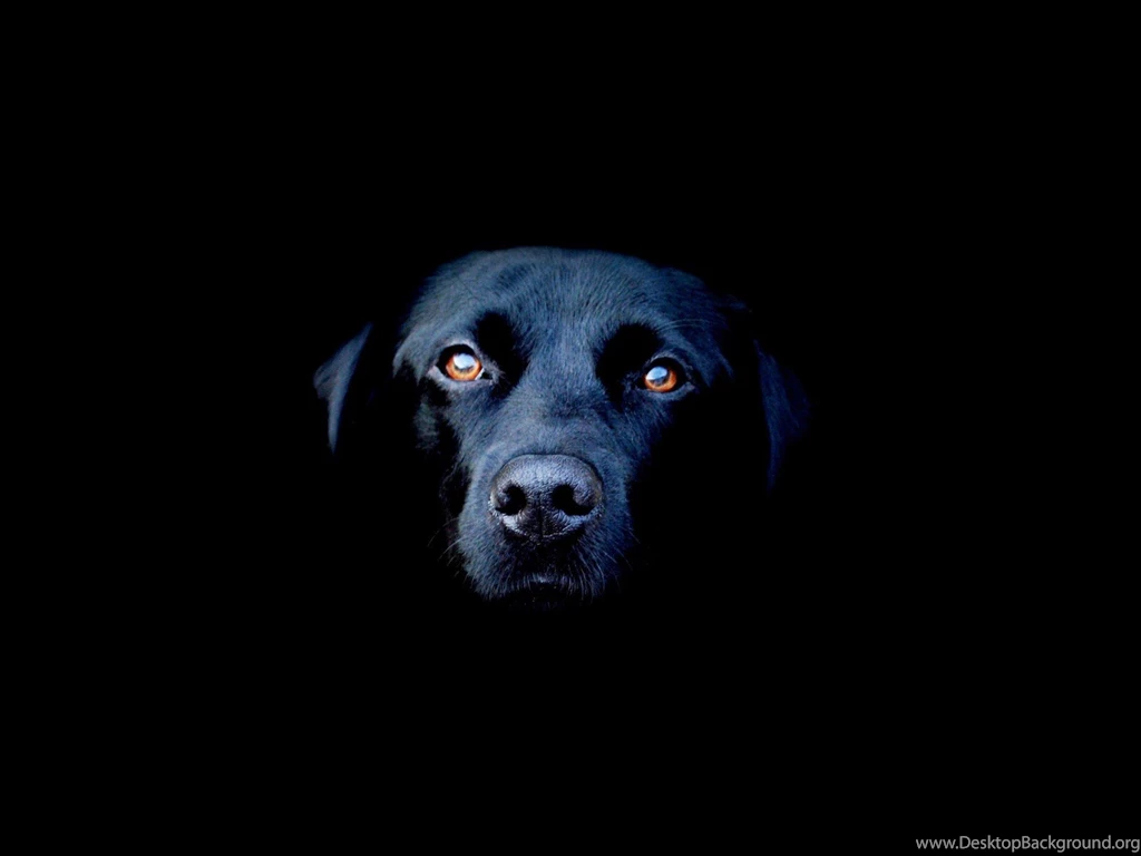 Black Dog HD Wallpapers (5) Thefreakypics.com