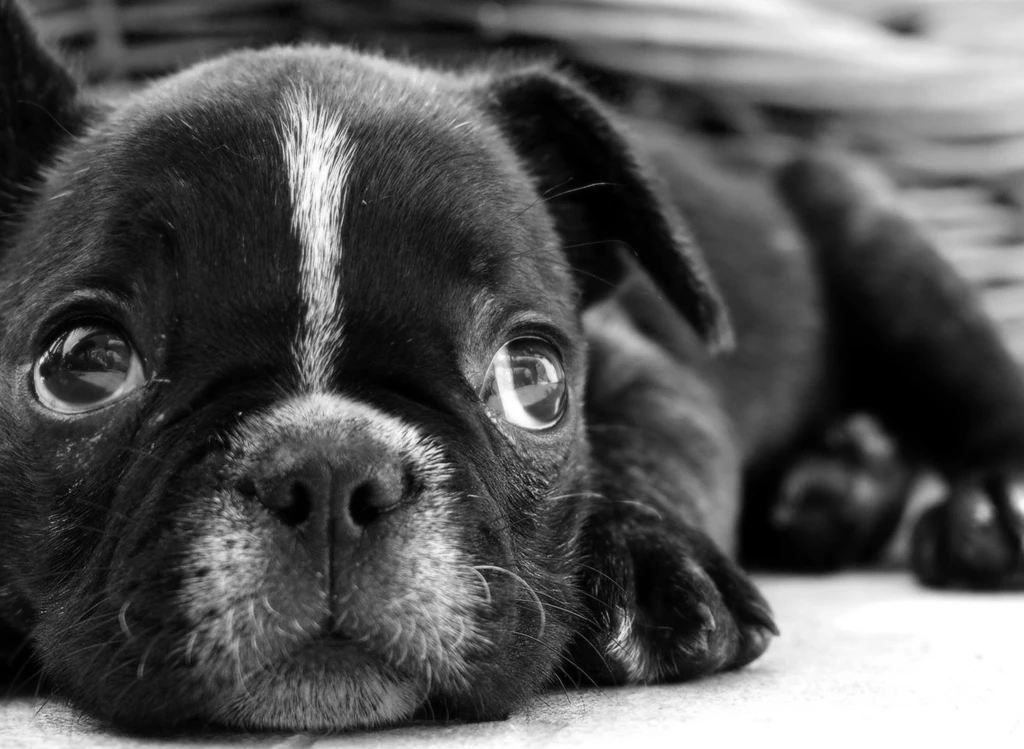 FreePhotoz Daily Wallpapers & Backgrounds Black Dog Desktop ...