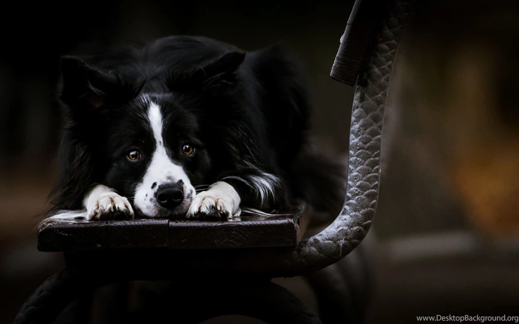 Schnauzer, Black, Dog, High, Resolution, New, Top, Wallpapers ...