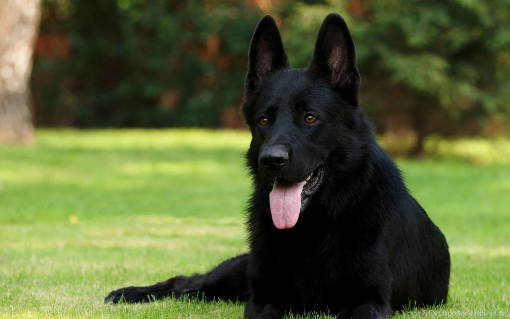 Dog German Shepherd Wallpapers