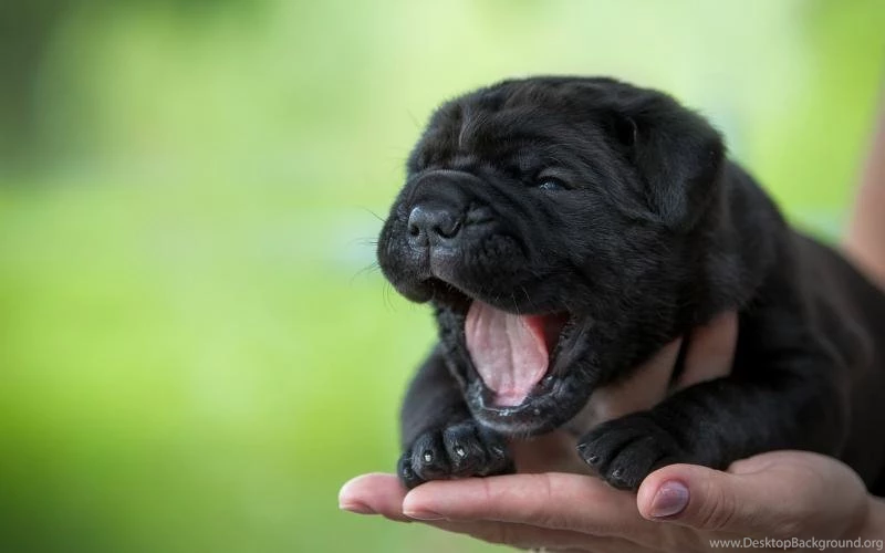 Cute Puppy, Yawning, Black Dog, Hand Wallpaper,Cute HD Wallpapers ...