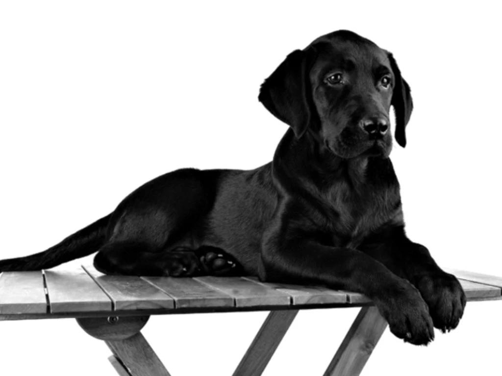 Black Dog [4]   Seourpicz