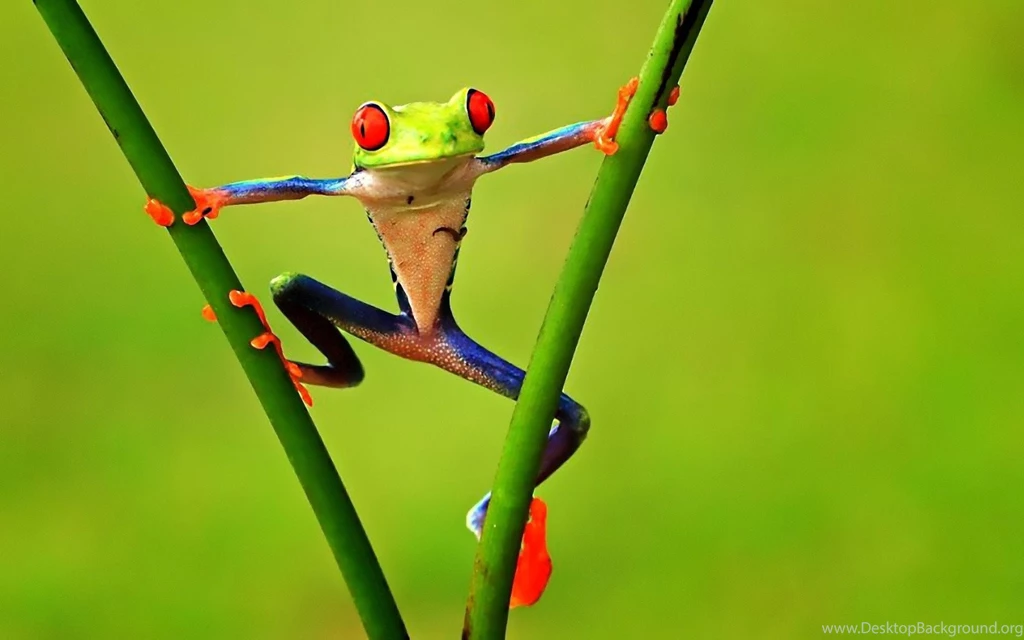 Top HD Tree Frog Wallpapers