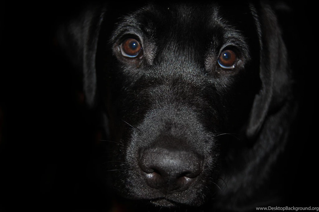 Wallpapers Labrador Black Dog Wallpapers Dog Download