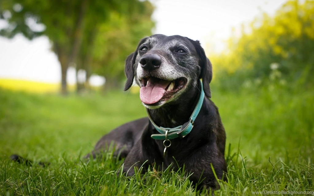 Black Dog On Grass Wallpapers 1920x1200 1103407
