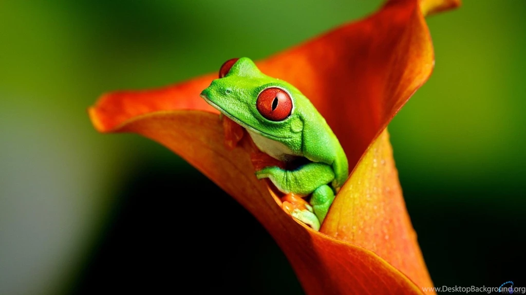 Red Eyed Tree Frog Wallpapers ImgMob
