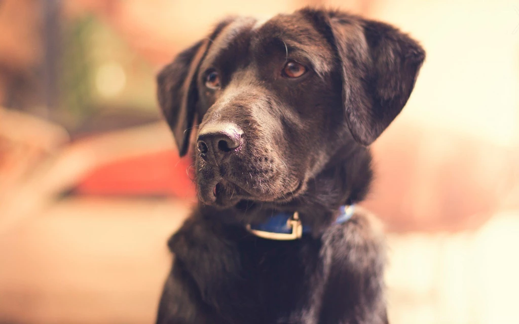 Photo, Animal, Pet, Black Dog, Friend, Necklace For Pet, Wallpapers
