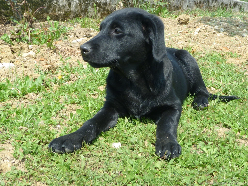 Cute Black Dog Computer Wallpapers, Desktop Backgrounds ...