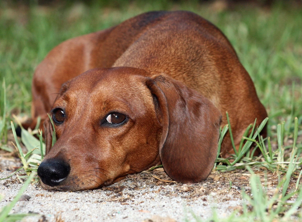 Wistful Dachshund Dog Photo And Wallpaper. Beautiful Wistful ...
