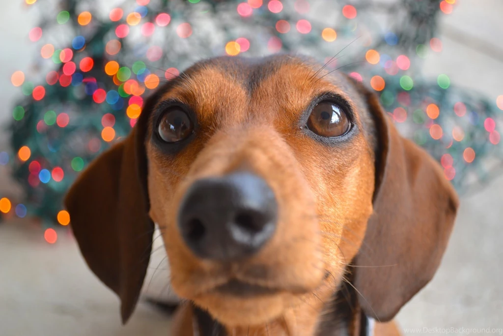 Nosy Dachshund Photo And Wallpaper. Beautiful Nosy Dachshund Pictures