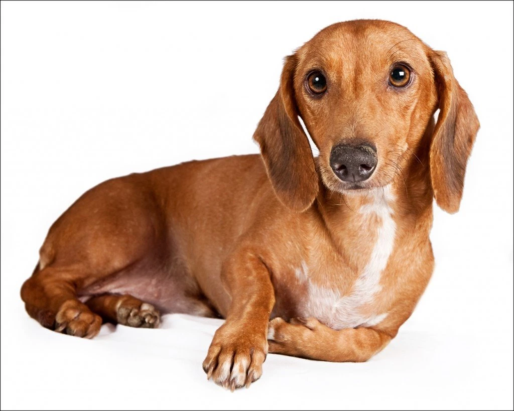 Dachshund Dog Portrait Photo And Wallpaper. Beautiful Dachshund ...