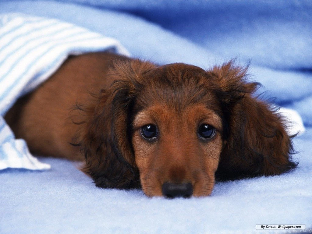 Wiener Dog Pictures   HD Wallpapers Lovely