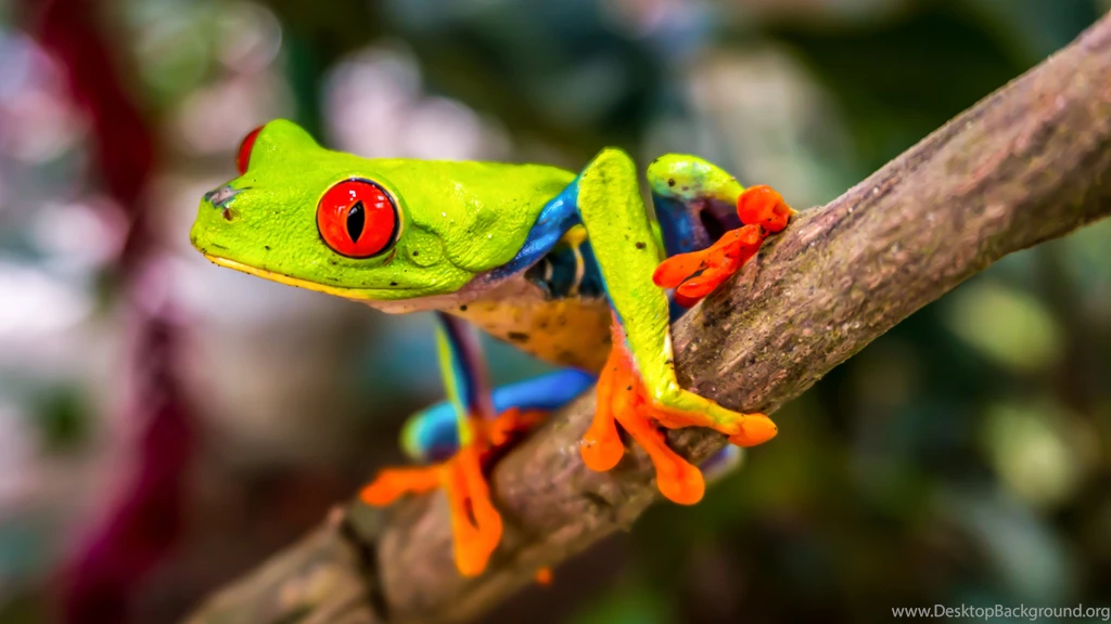 Red Eyed Tree Frog Wallpapers :: HD Wallpapers