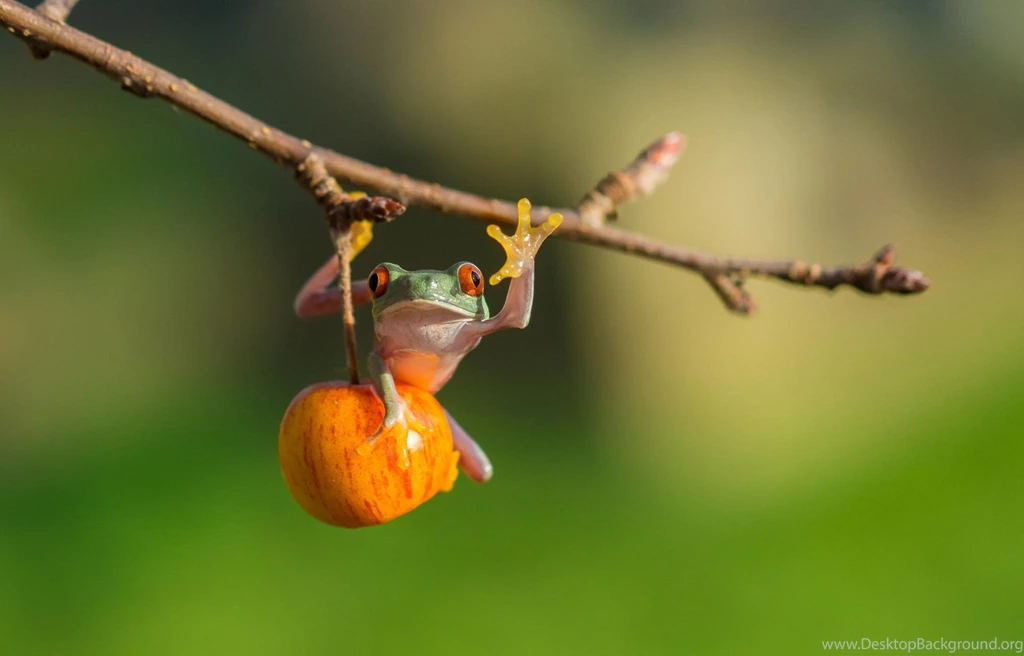 Download Wallpapers Red Eye Tree Frog, Apple, Frog, Macro ...