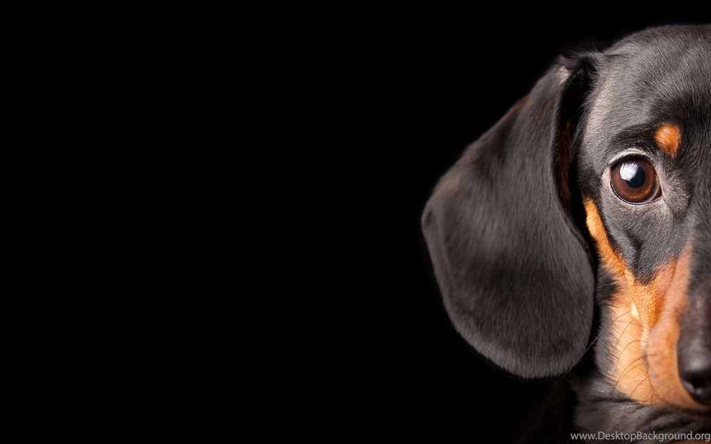 Dachshund Wallpapers Hd 13 High Resolution Wallpapers ...